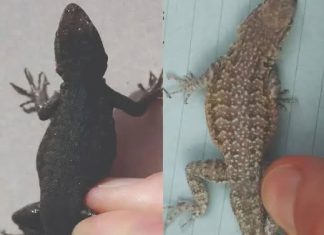 THE SPIRITUAL MEANING OF LIZARDS IN YOUR HOME – WHAT THEY SYMBOLIZE