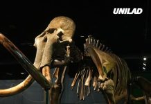 Woolly mammoths could be brought back to life as scientists make breakthrough discovery