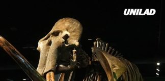 Woolly mammoths could be brought back to life as scientists make breakthrough discovery