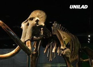 Woolly mammoths could be brought back to life as scientists make breakthrough discovery