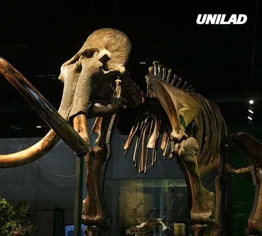 Woolly mammoths could be brought back to life as scientists make breakthrough discovery