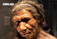 Scientists claim Neanderthals never truly went extinct because of one shocking reason