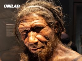 Scientists claim Neanderthals never truly went extinct because of one shocking reason