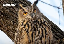 Plans to kill half a million wild owls in the US spark outrage as senator calls it ‘dumbest thing ever’