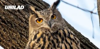 Plans to kill half a million wild owls in the US spark outrage as senator calls it ‘dumbest thing ever’