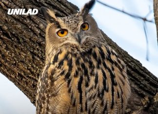 Plans to kill half a million wild owls in the US spark outrage as senator calls it ‘dumbest thing ever’