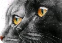 IS YOUR CAT A SPIRITUAL GUIDE? (ANALYZING THE MYSTICAL MEANING OF FELINES AND THE CLUES NOSTRADAMUS LEFT)