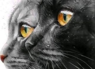 IS YOUR CAT A SPIRITUAL GUIDE? (ANALYZING THE MYSTICAL MEANING OF FELINES AND THE CLUES NOSTRADAMUS LEFT)