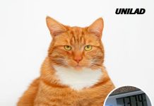 Revolutionary Ozempic-like drug for cats underway as first overweight pet is dosed with weight-loss injection