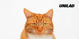 Revolutionary Ozempic-like drug for cats underway as first overweight pet is dosed with weight-loss injection