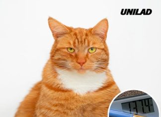 Revolutionary Ozempic-like drug for cats underway as first overweight pet is dosed with weight-loss injection