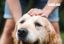 Vet explains what happens if your dog inhales marijuana and the risks of having too much