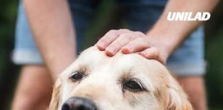 Vet explains what happens if your dog inhales marijuana and the risks of having too much