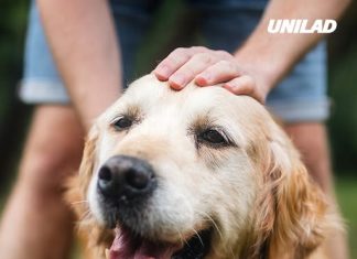 Vet explains what happens if your dog inhales marijuana and the risks of having too much