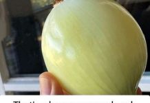 Why You Should Start Rubbing Onion on Your Windows