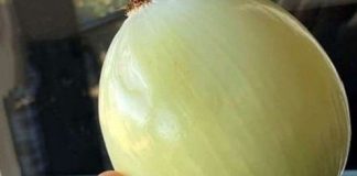Why You Should Start Rubbing Onion on Your Windows