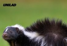 Man dies of rabies after kidney transplant came from donor with shocking skunk encounter