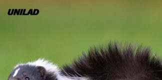 Man dies of rabies after kidney transplant came from donor with shocking skunk encounter