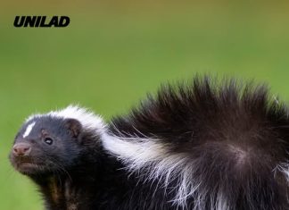 Man dies of rabies after kidney transplant came from donor with shocking skunk encounter