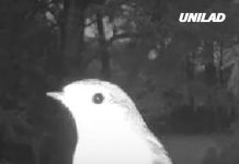 People left terrified after man shares what he saw on outdoor camera after ‘human body detected’ alert