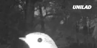 People left terrified after man shares what he saw on outdoor camera after ‘human body detected’ alert