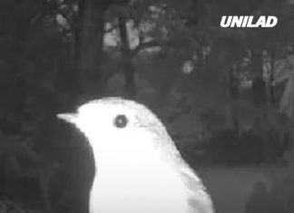 People left terrified after man shares what he saw on outdoor camera after ‘human body detected’ alert