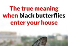 THE SPIRITUAL MESSAGE BEHIND A BLACK BUTTERFLY VISIT (WHAT YOUR UNEXPECTED GUEST IS TRYING TO TELL YOU)