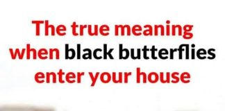 THE SPIRITUAL MESSAGE BEHIND A BLACK BUTTERFLY VISIT (WHAT YOUR UNEXPECTED GUEST IS TRYING TO TELL YOU)