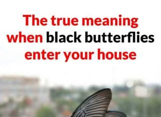 THE SPIRITUAL MESSAGE BEHIND A BLACK BUTTERFLY VISIT (WHAT YOUR UNEXPECTED GUEST IS TRYING TO TELL YOU)