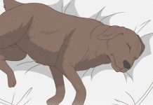 8 HEART-BREAKING SIGNS YOUR DOG MAY BE NEARING THE END — AND HOW TO COMFORT THEM