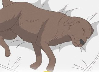 8 HEART-BREAKING SIGNS YOUR DOG MAY BE NEARING THE END — AND HOW TO COMFORT THEM