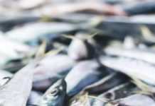 WARNING — STOP EATING THIS FISH IMMEDIATELY: A COMPLETE HEALTH ALERT & SCIENCE REVIEW (WHAT YOU MUST KNOW BEFORE IT’S TOO LATE)