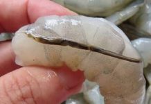 The “vein” of the shrimp: the culinary detail that few know and many discuss