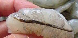 The “vein” of the shrimp: the culinary detail that few know and many discuss