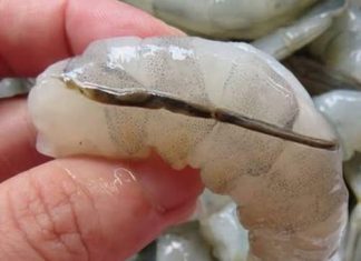 The “vein” of the shrimp: the culinary detail that few know and many discuss