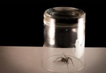 According to experts, you should never release a spider outside your home; we’ll explain why.