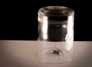 According to experts, you should never release a spider outside your home; we’ll explain why.
