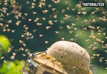 Doctor Issues Chilling Warning For Humanity As Insects Begin Falling ‘Silent’