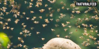 Doctor Issues Chilling Warning For Humanity As Insects Begin Falling ‘Silent’