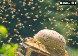 Doctor Issues Chilling Warning For Humanity As Insects Begin Falling ‘Silent’