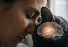 THE SILENT INSTINCTS BEHIND YOUR PET’S BEDTIME HABITS (THE REAL REASON YOUR CAT SLEEPS ON YOUR PILLOW MIGHT SURPRISE YOU)