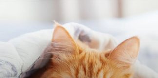 Cats Can Be ‘a Vital Partner in the Fight Against Cancer’, New Study Finds