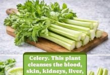 Cleanses the Liver 150 Times More Powerful Than Garlic and Lemon: Grandma’s Miracle Recipe