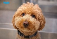 Thousands Applied to Adopt Dog Abandoned at Airport Ticket Counter. He Found a Forever Home with One of His Rescuers