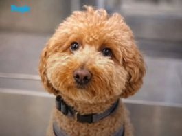 Thousands Applied to Adopt Dog Abandoned at Airport Ticket Counter. He Found a Forever Home with One of His Rescuers
