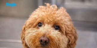 Thousands Applied to Adopt Dog Abandoned at Airport Ticket Counter. He Found a Forever Home with One of His Rescuers