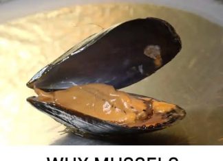 Why mussels should not be eaten in the months with an “R”