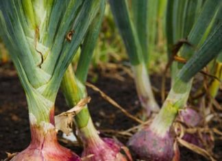 Doctors reveal that eating onion causes…