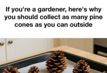 If you’re a gardener, here’s why you should collect as many pine cones as you can outside