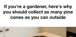 If you’re a gardener, here’s why you should collect as many pine cones as you can outside